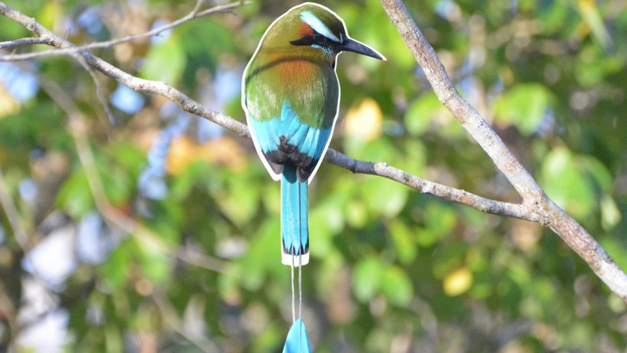 10 Curiosidades del Pájaro Torogoz, pájaro toh, momoto cejiazul, Eumomota superciliosa. Sorpredente!