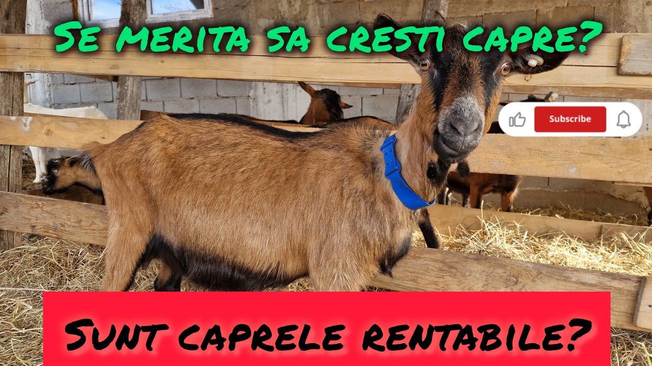 Se merita sa cresti capre? Sunt caprele rentabile?