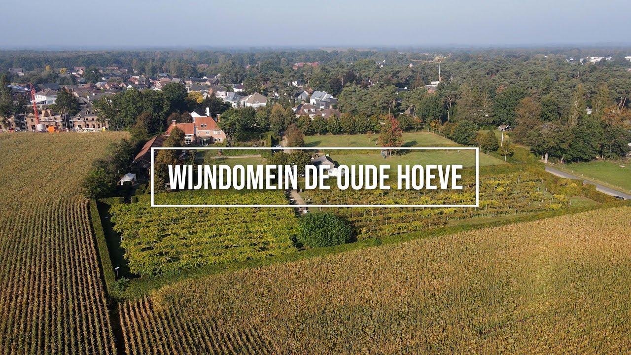 De charmes van Hamont-Achel, Druivenoogst 2021 op Wijndomein De Oude Hoeve in Achel.