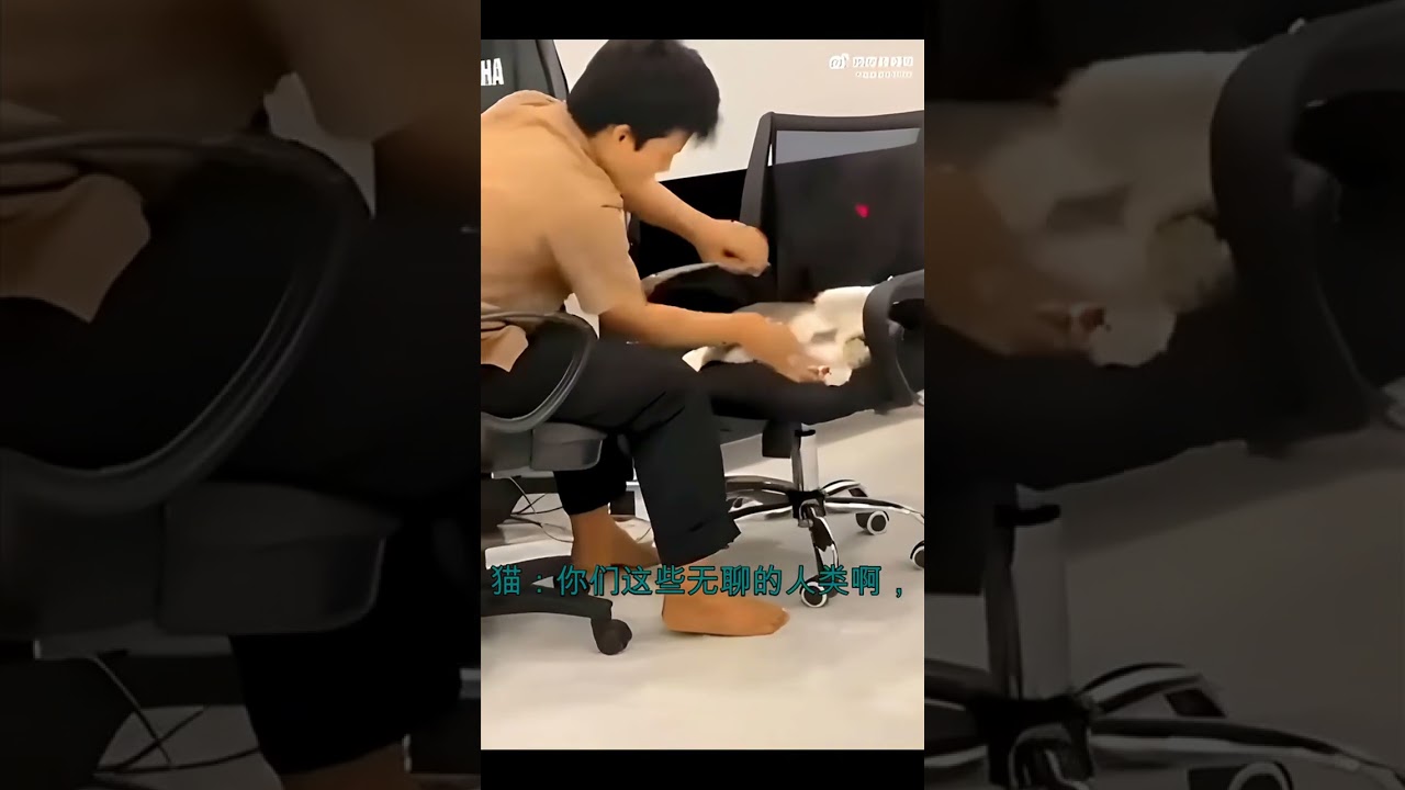 Кошачья жизнь с главным дураком
