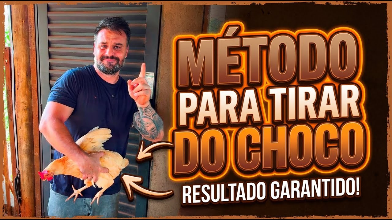 Método para acabar com o choco das galinhas