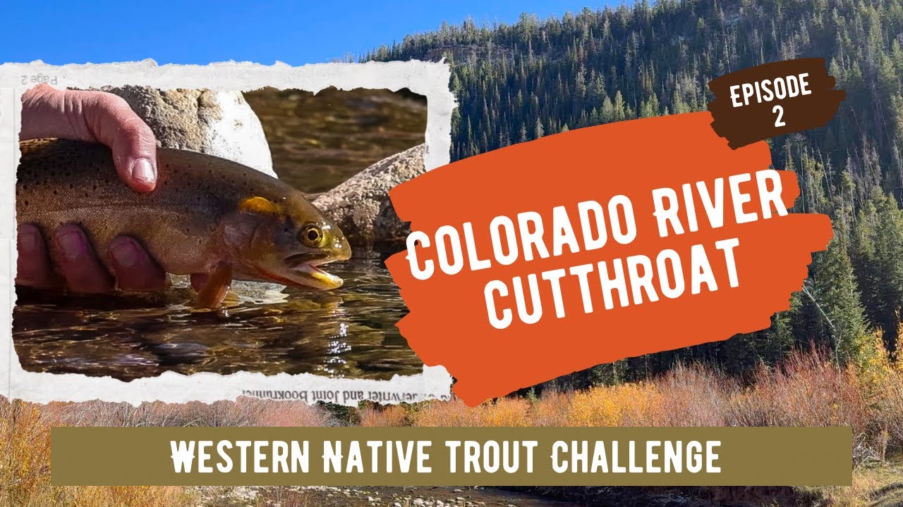 Western Native Trout Challenge - Colorado River Cutthroat Trout in Utah&rsquo;s Ashley National Forest 