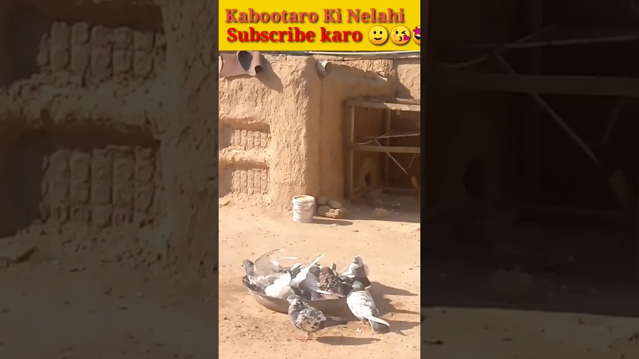 Pigeons Tips and Tricks 💖🤩 #shorts #viral #shortvideo #ytshorts #pets #subscribe #birds