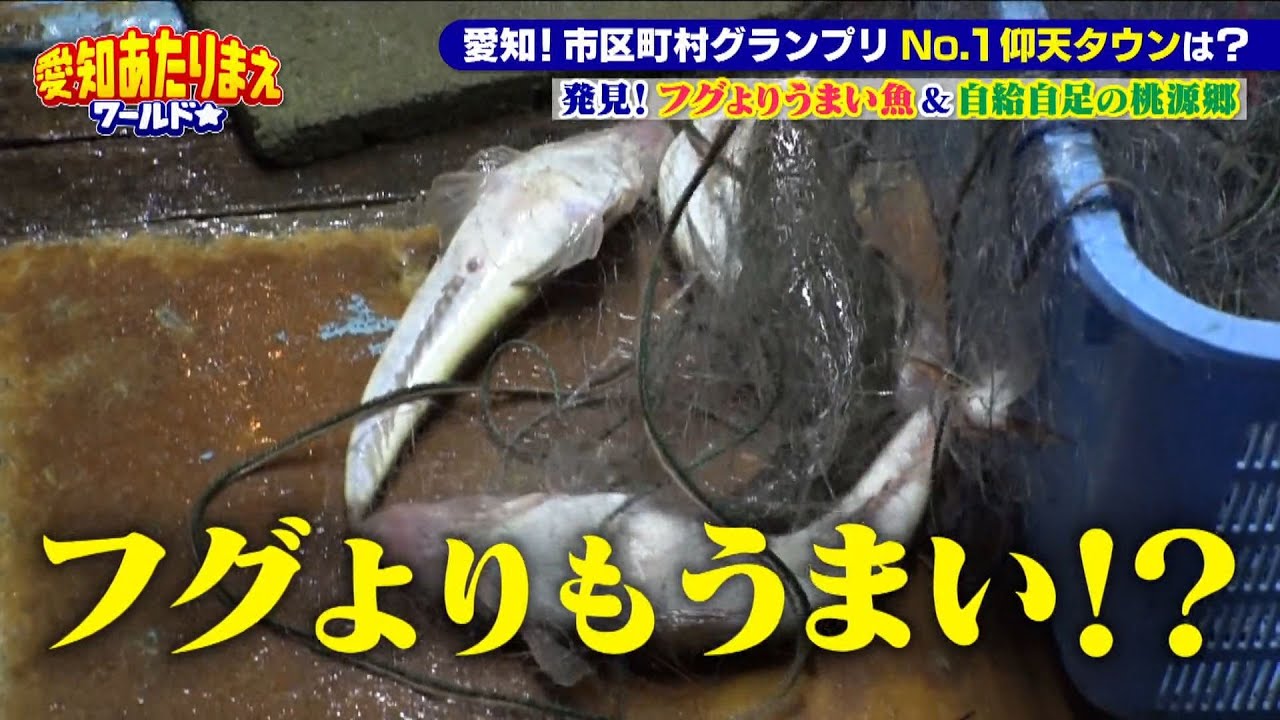 【夏のごちそう】フグよりウマイ!?刺し身がある　旬の“マゴチ”漁へ【愛知あたりまえ】