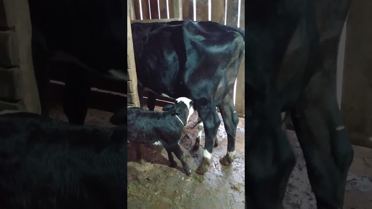 Como enxertar um terneiro (bezerro) em outra vaca.