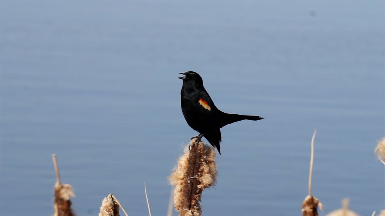 Alberta’s Red-Winged Blackbird is Calling (2025 April 25)