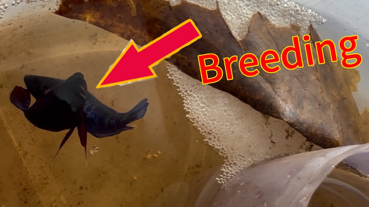 Fish breeding activity