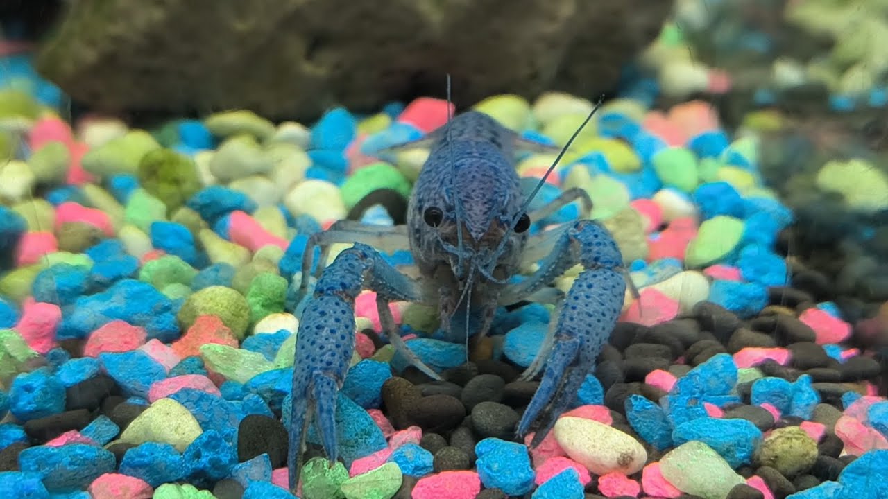 Blue Lobster (River Crayfish)