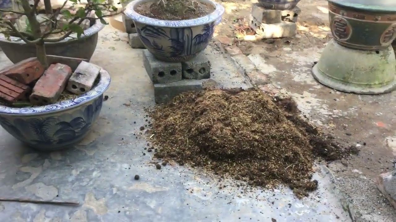 C&aacute;ch thay đất (lựa chọn gi&aacute; thể ph&ugrave; hợp) c&acirc;y mai miền Bắc