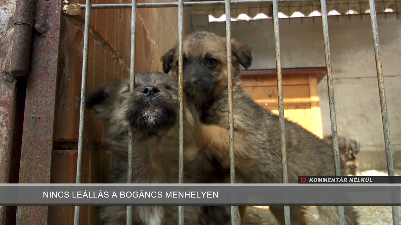 Kommentár Nélkül - 2021.03.27. - Bogáncs Menhely