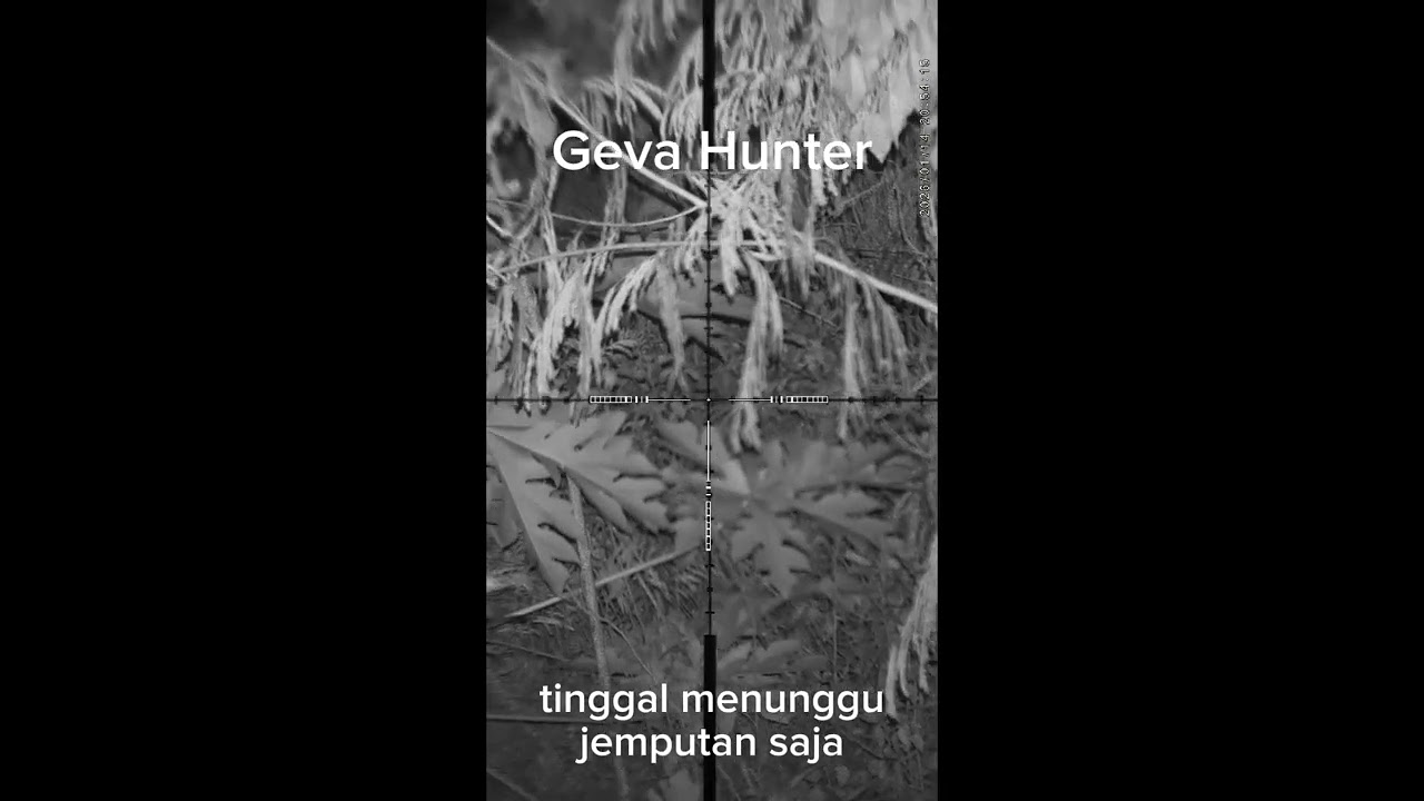 Penghancur kebun tomat berhasil di tumbangkan lagi.