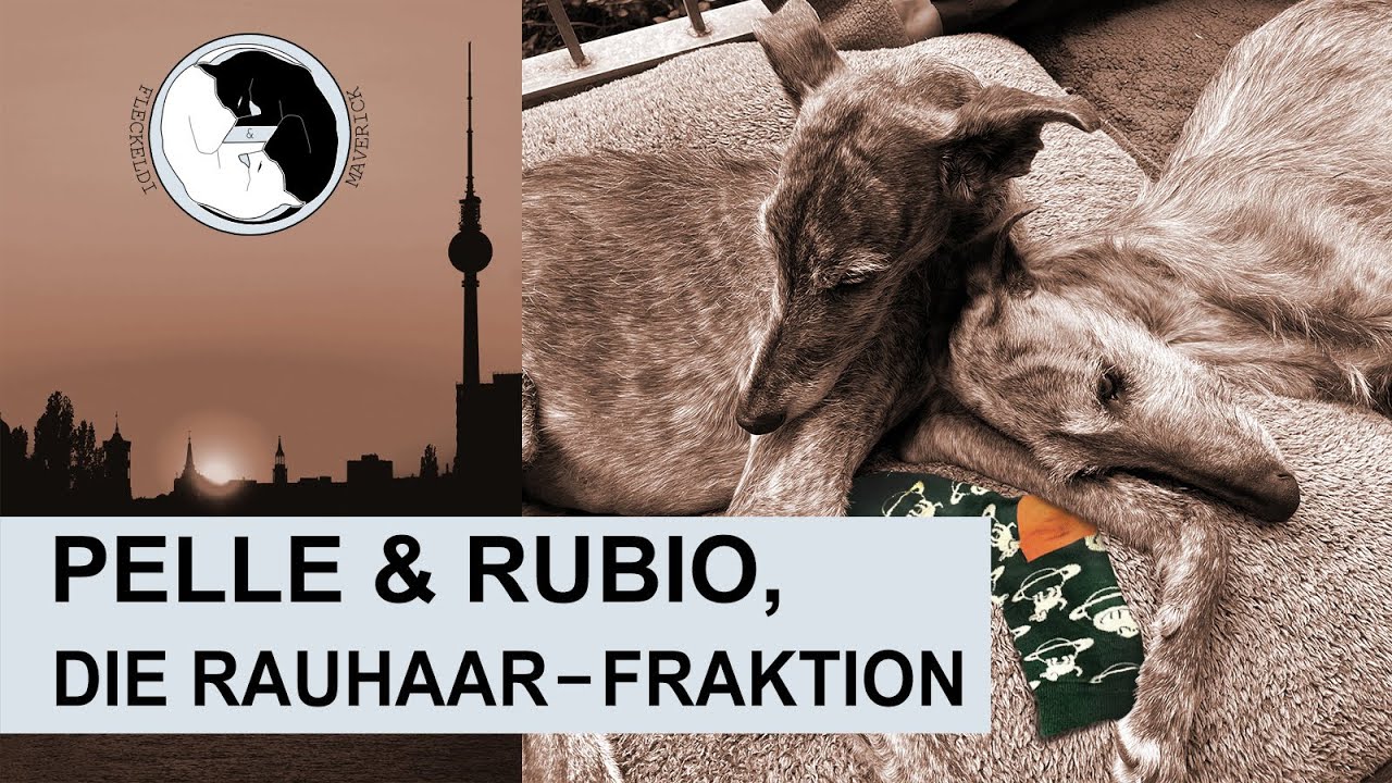 Pelle & Rubio - die Rauhaar-Fraktion - Folge 8