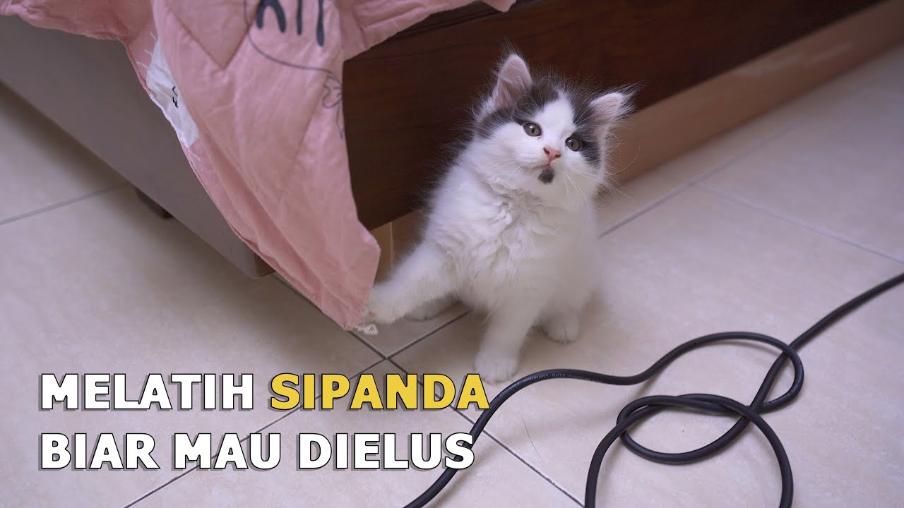 Cara Mengelus Kucing Yang Belum Mau Dielus (SIPANDA)