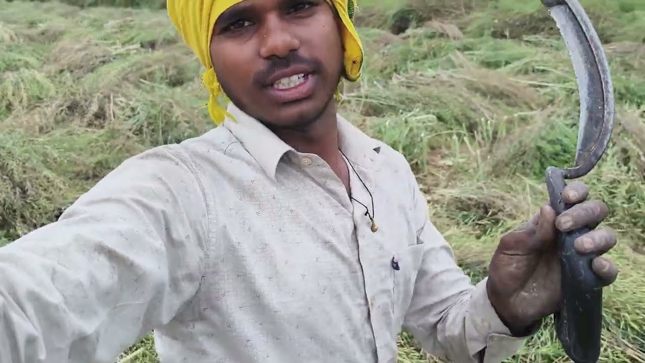 Aaj Sarson kati 😊 #Mrbhupendravlogs