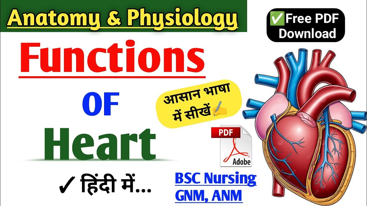 Functions of Heart in Hindi | Heart ka work kya hota hai | Works of Heart in BSC nursing, GNM & ANM