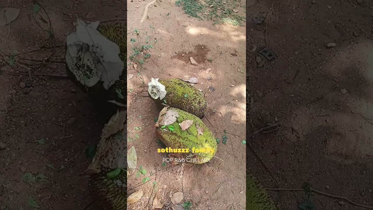 ഒരു  ചക്കവിശേഷം 