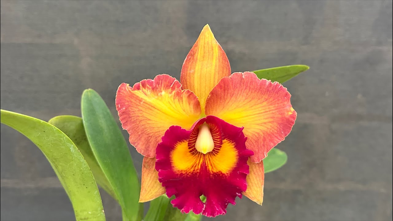 Plantio de Cattleya super perfumada em sansão do campo!!!