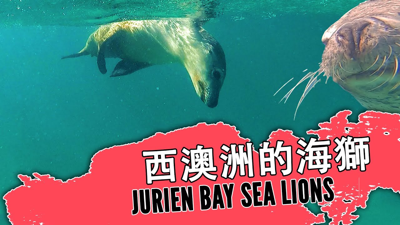 來西澳洲找野生海獅吧哦！