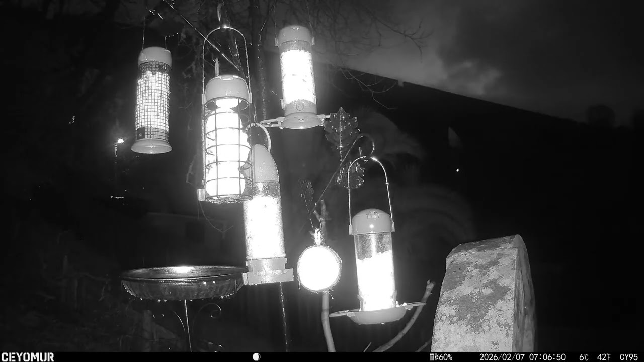 Morning Birdsong in the Garden 🌅🎶 | Wait for the Robin Surprise at the End