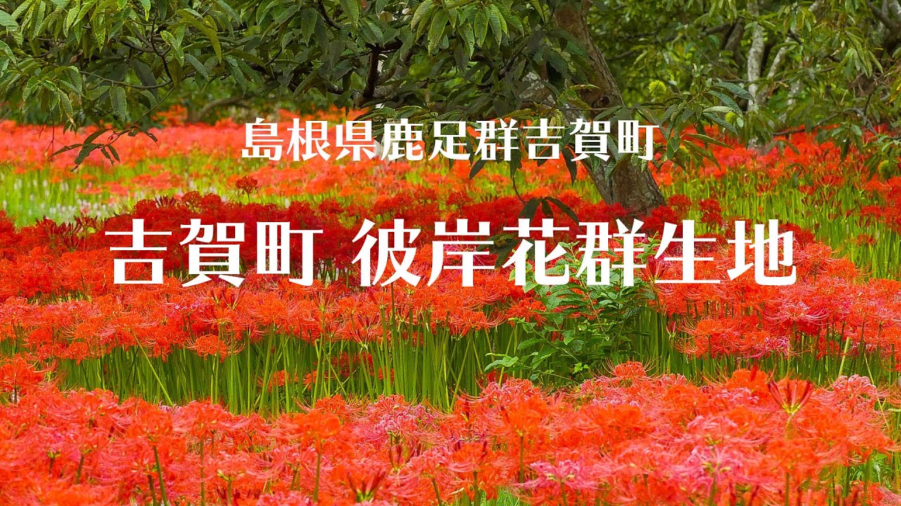 島根県鹿足群吉賀町 彼岸花の群生地