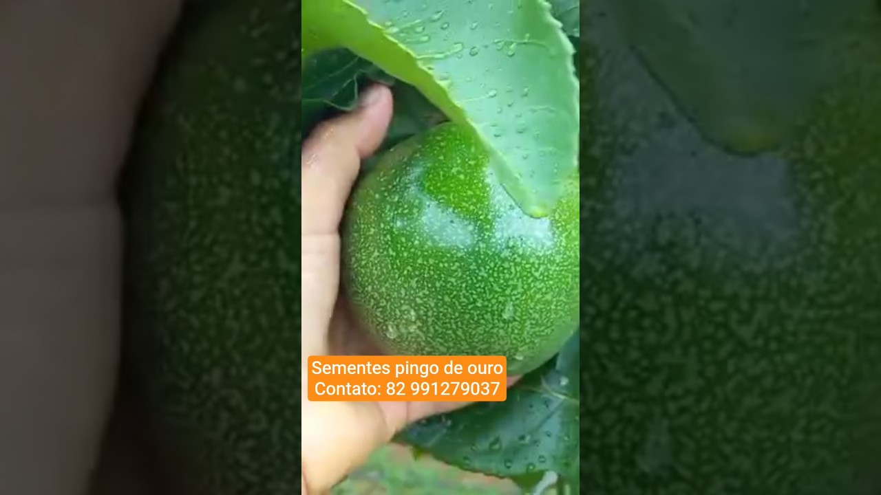 Maracujá pingo de ouro