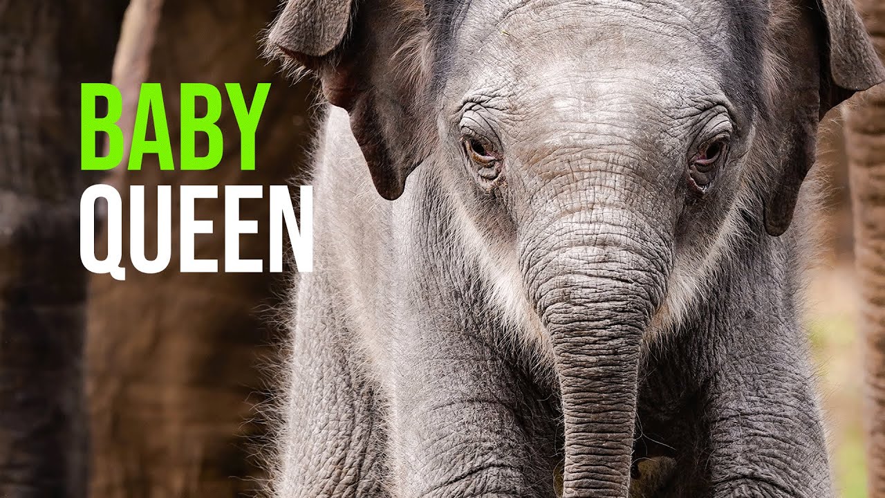 Baby Elephant Named ‘Queen’ At UK’s Largest Zoo