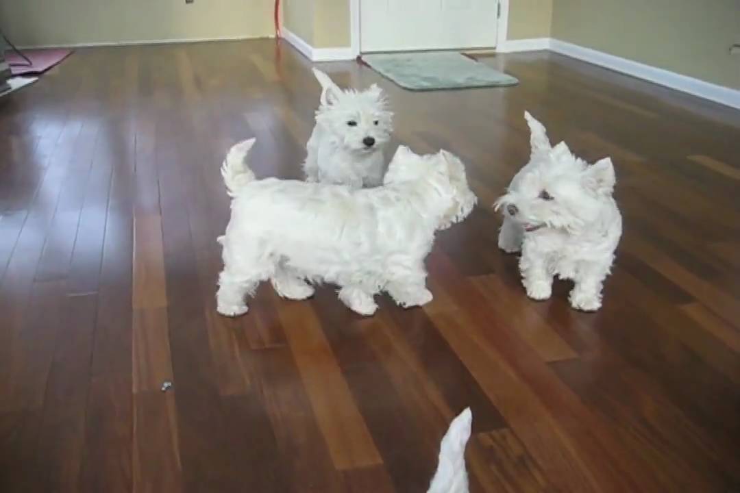 A Westie Christmas 2008