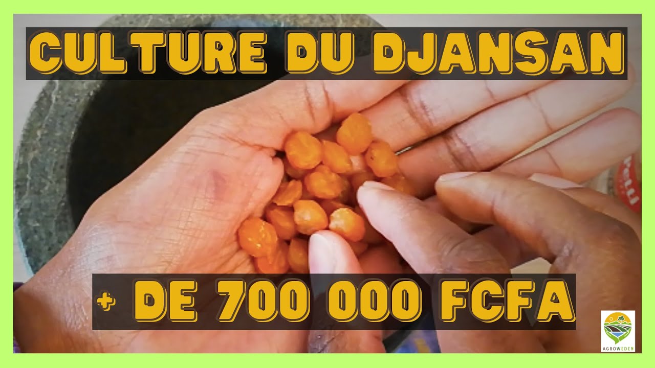 Culture du DJANSAN et TRANSFORMATION et rentabilité (+ bonus recette poulet aux épices)