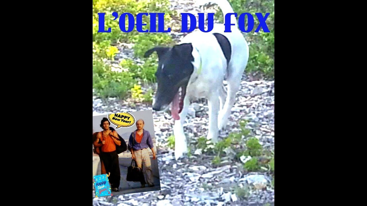 FOX TERRIER POILS LISSES ECOUTE SONT MAITRE 