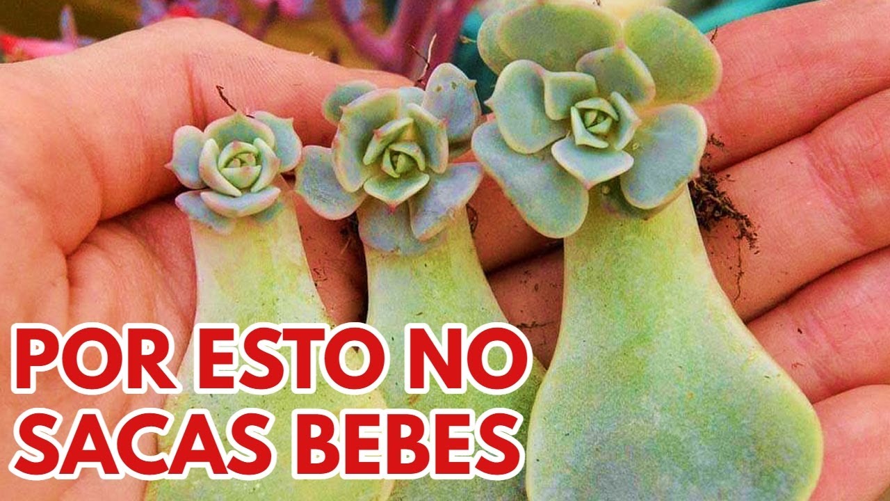 por esto no salen bien las hojas de las suculentas donsuculento