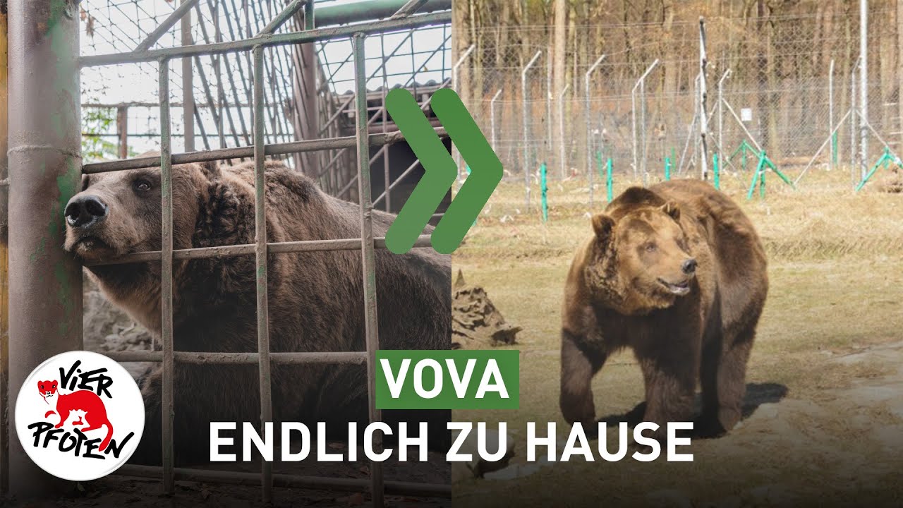 VOVA IST ENDLICH ZU HAUSE 🐻❤️️