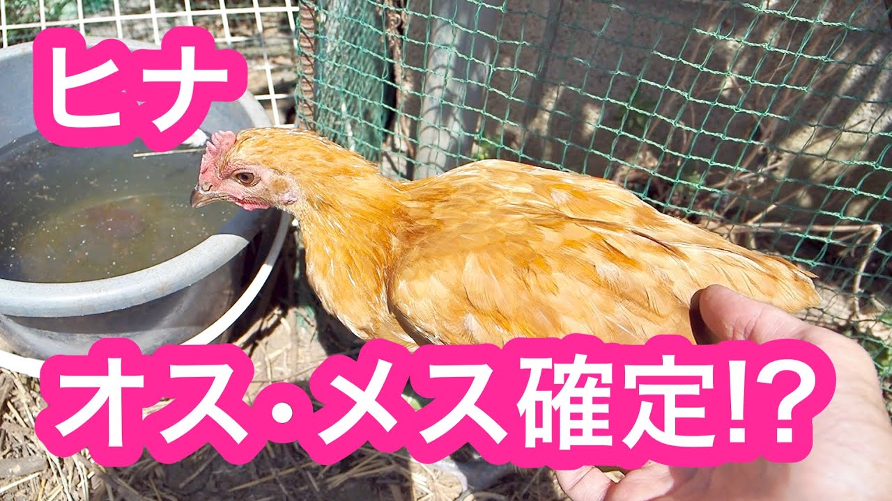 オスとメスは3ヶ月で見分けられる！？これであなたも鑑定士！？