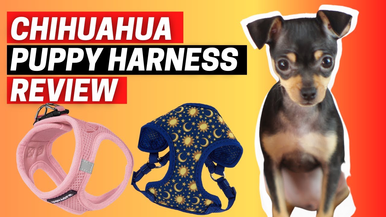 Chihuahua Puppy Harness Review