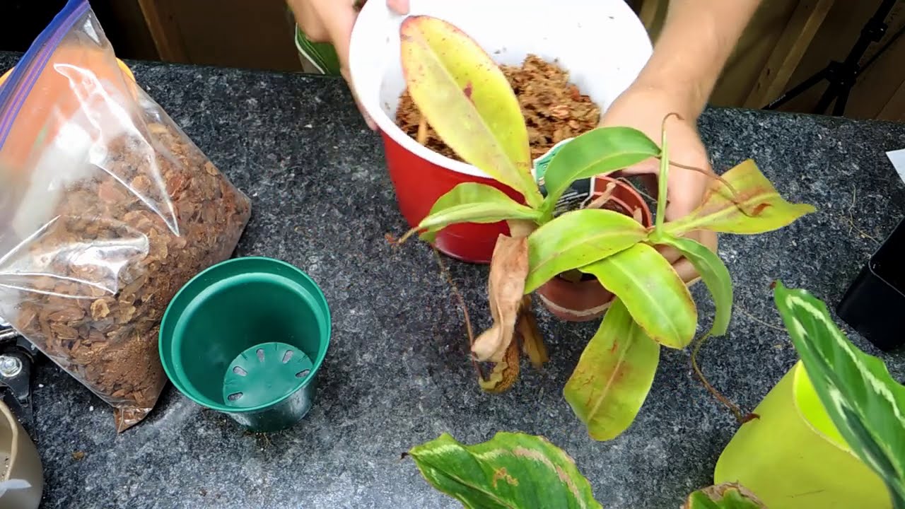Re-potting a Tropical Pitcher Plant   Nepenthes Miranda Care