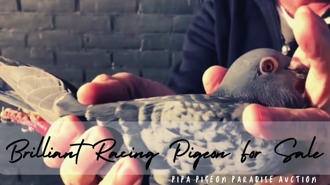 Cor De Heijde Brilliant Racing Pigeon For Sale In Pipa Pigeons Paradise Auction