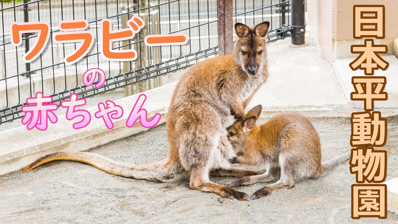 ベネットアカクビワラビーの赤ちゃん成長中【日本平動物園】