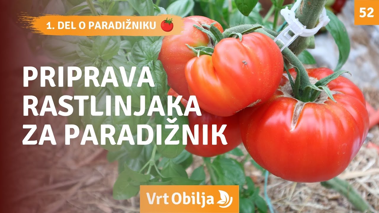 Priprava rastlinjaka na novo sezono paradižnika - Vrt Obilja EP52