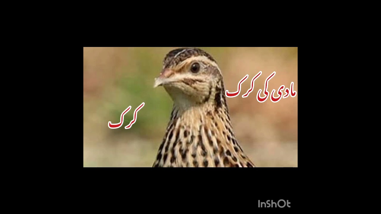 made batair ki awaz