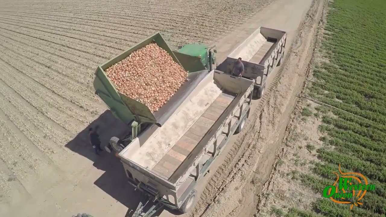Onion Harvesting in New Cuyama CA