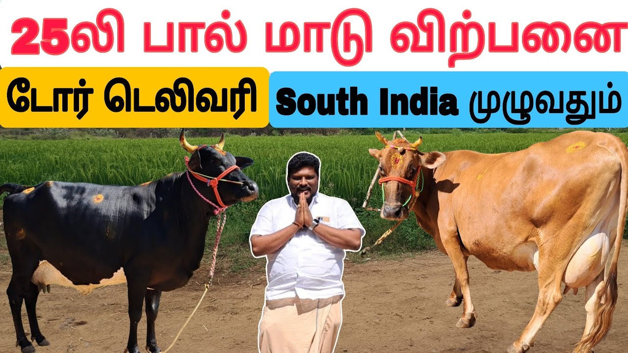 தமிழ்நாட்டில் யாரும் தர முடியாத குறைந்த விலையில் பால் மாடு விற்பனை #பசுமாடு #பால்மாடு #cow #cowsale 