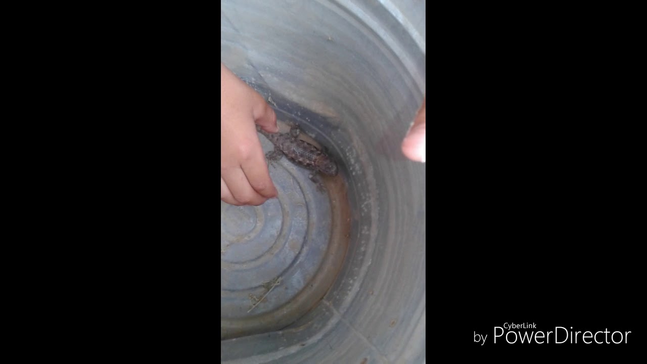 Caching a Desert Spiny Lizard (sceloporus Magister)