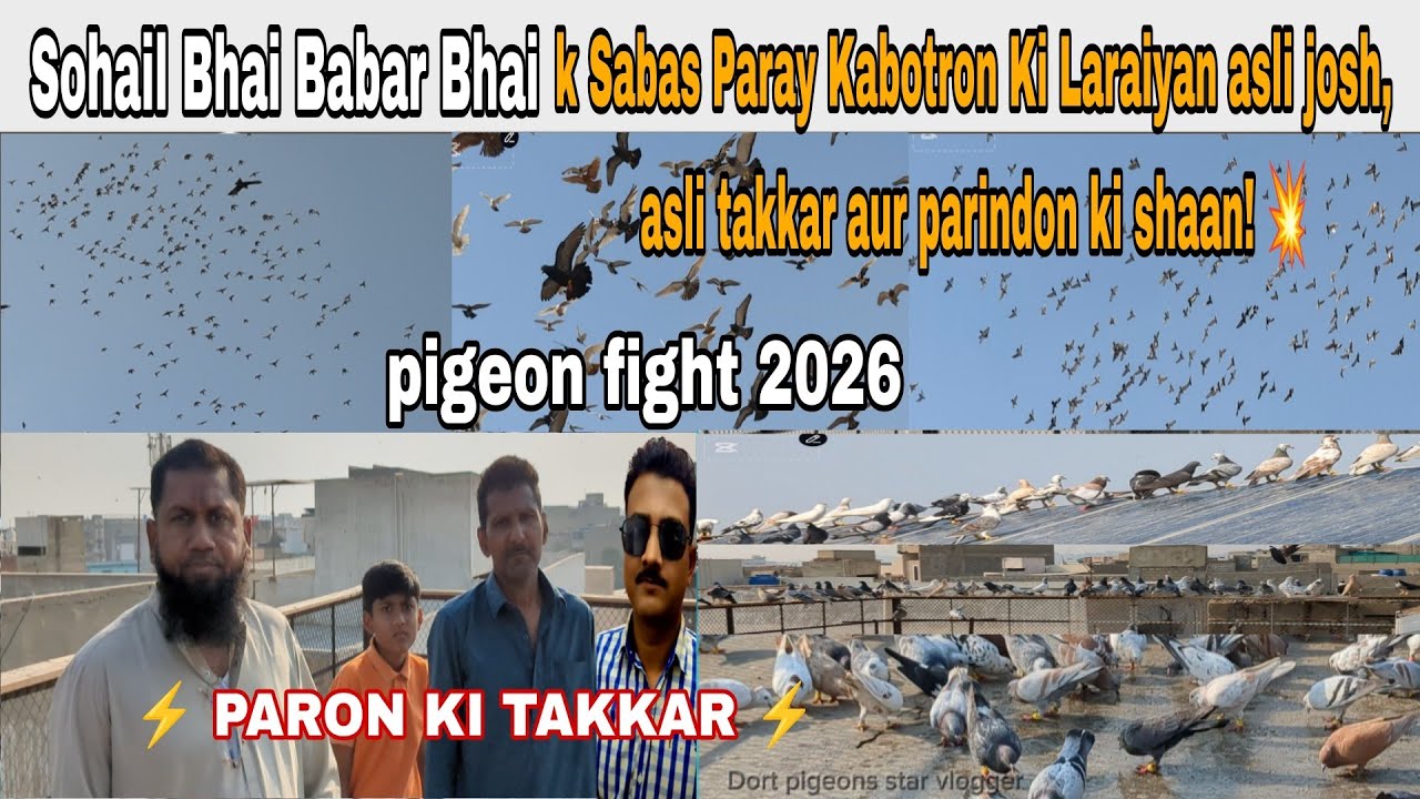 Sohail Bhai Babar Bhai k 105 Sabas paray kabotron ki Laraiyan ka Shock 😲