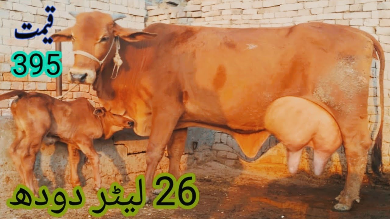 جرسی چولستانی تازہ سوئی خوبصورت گاۓ برائے فروخت ان پاکستان اینڈ یوٹیوب/27/1/2026