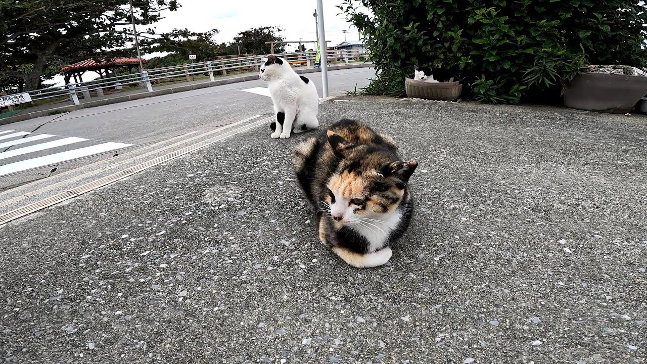 リラックスできる音楽と猫。睡眠音楽。やっぱり猫が好き。野良猫の日常