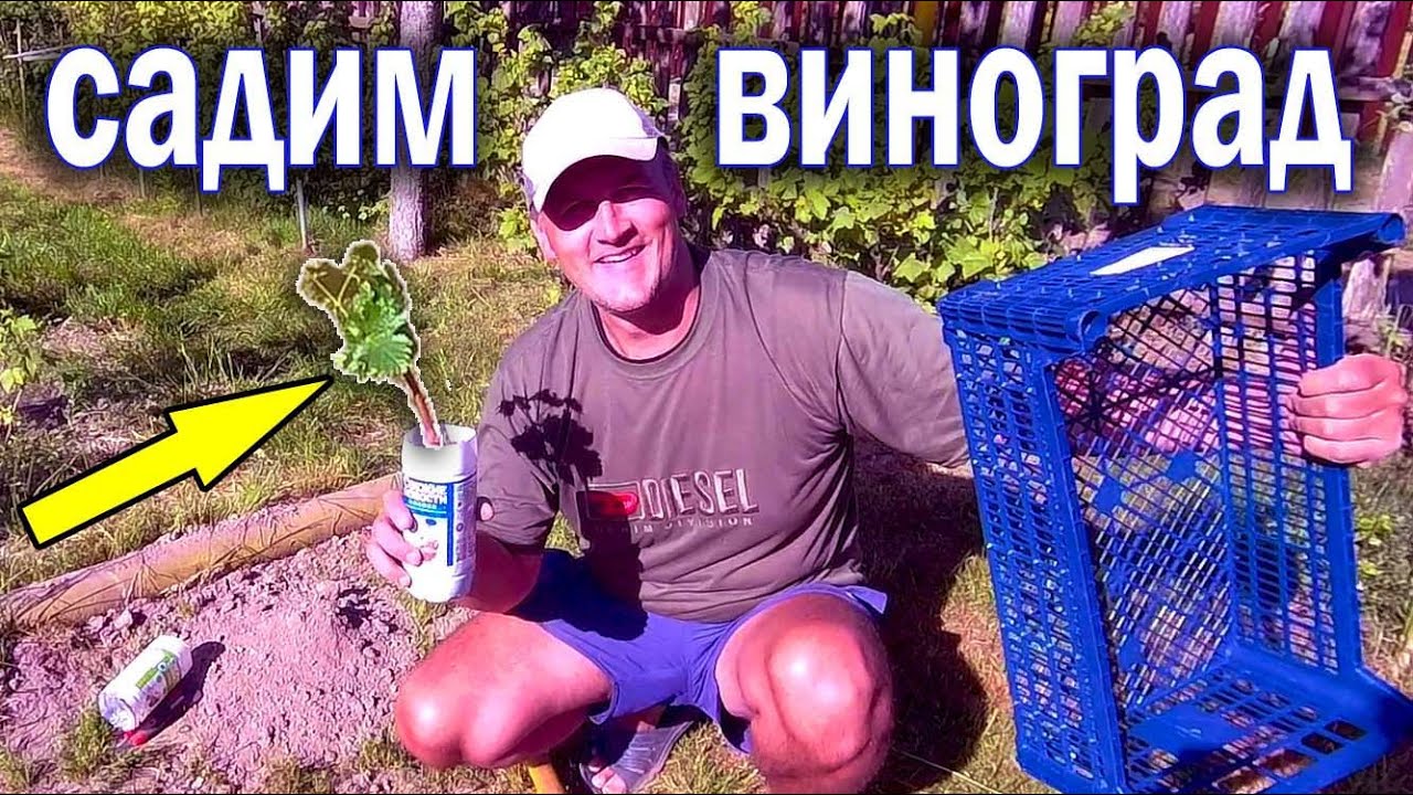 🔴🔴Посадка винограда весной