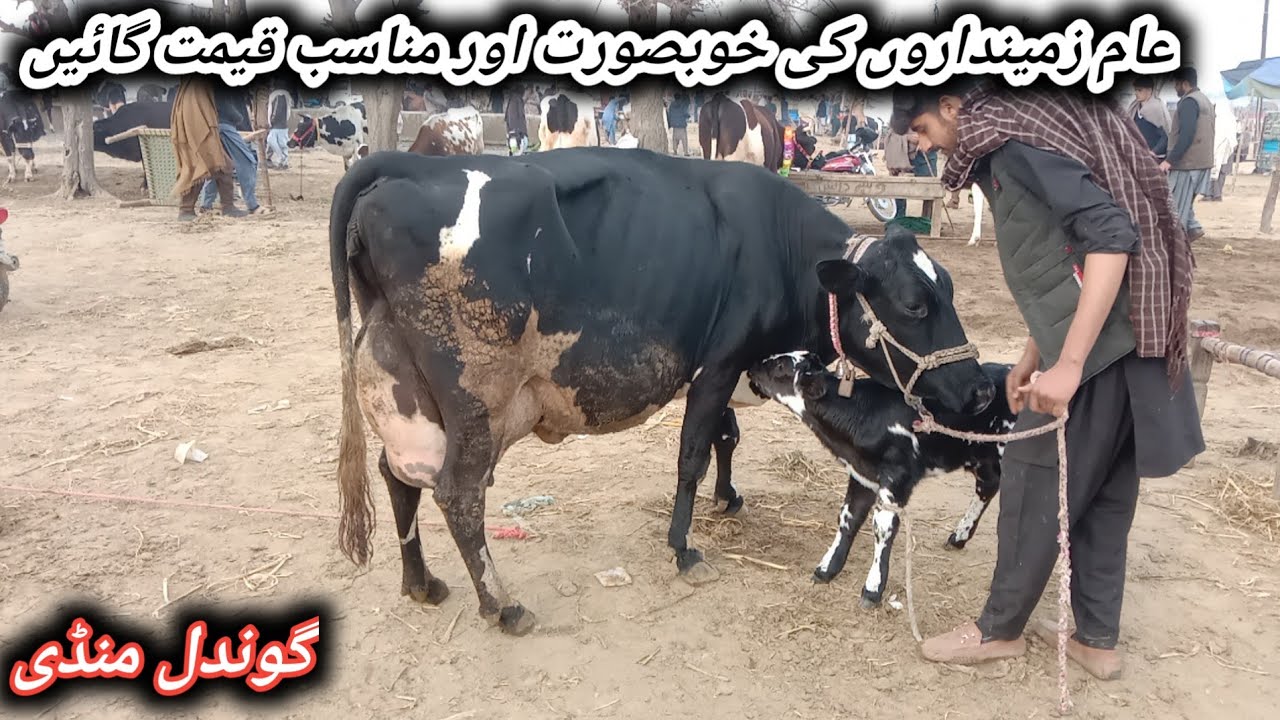 Beautiful Low And Middle Prices Milking And Pregnant Cows Fresh Update Today At Gondal Mandi 