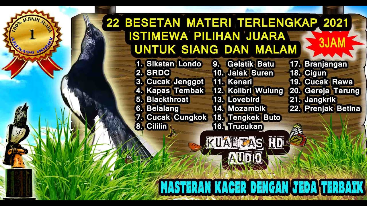 Masteran Burung Kacer Full Isian Tembakan Mewah Lengkap - Masteran Kacer Juara Nasional 2025