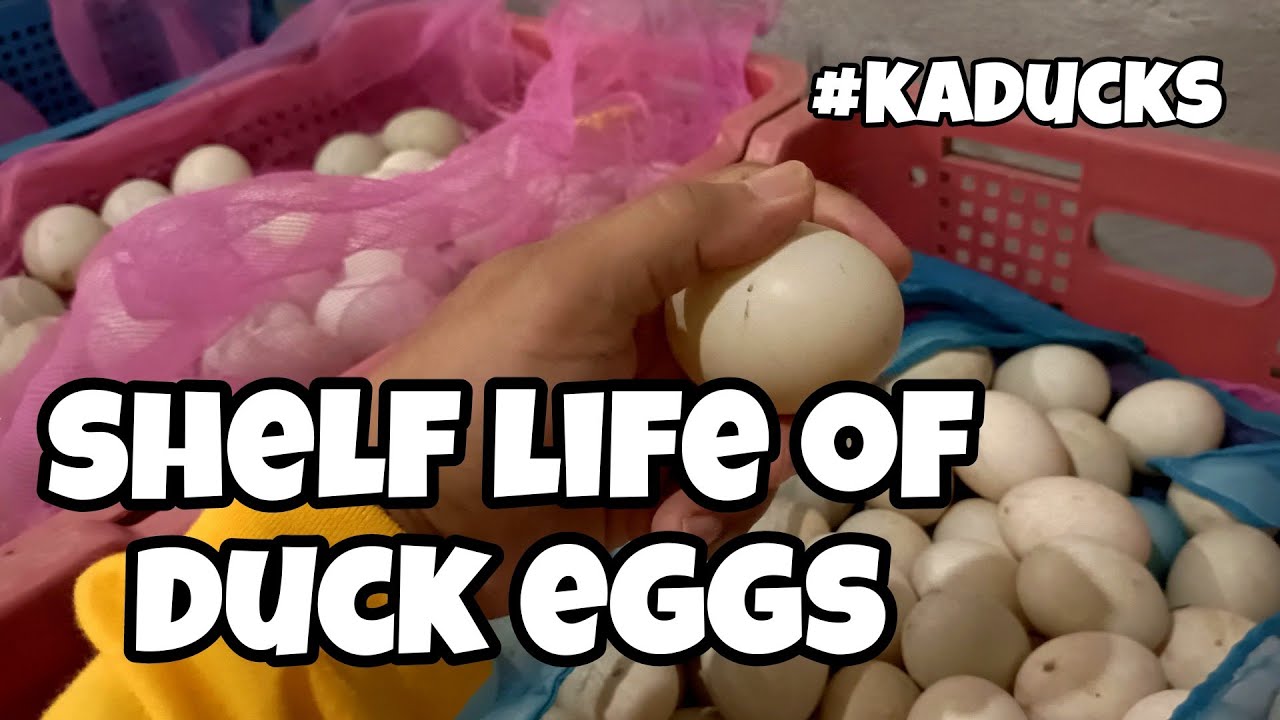 EP107 - DUCK EGG SHELF LIFE & POULTRY TIPS #Kaducks