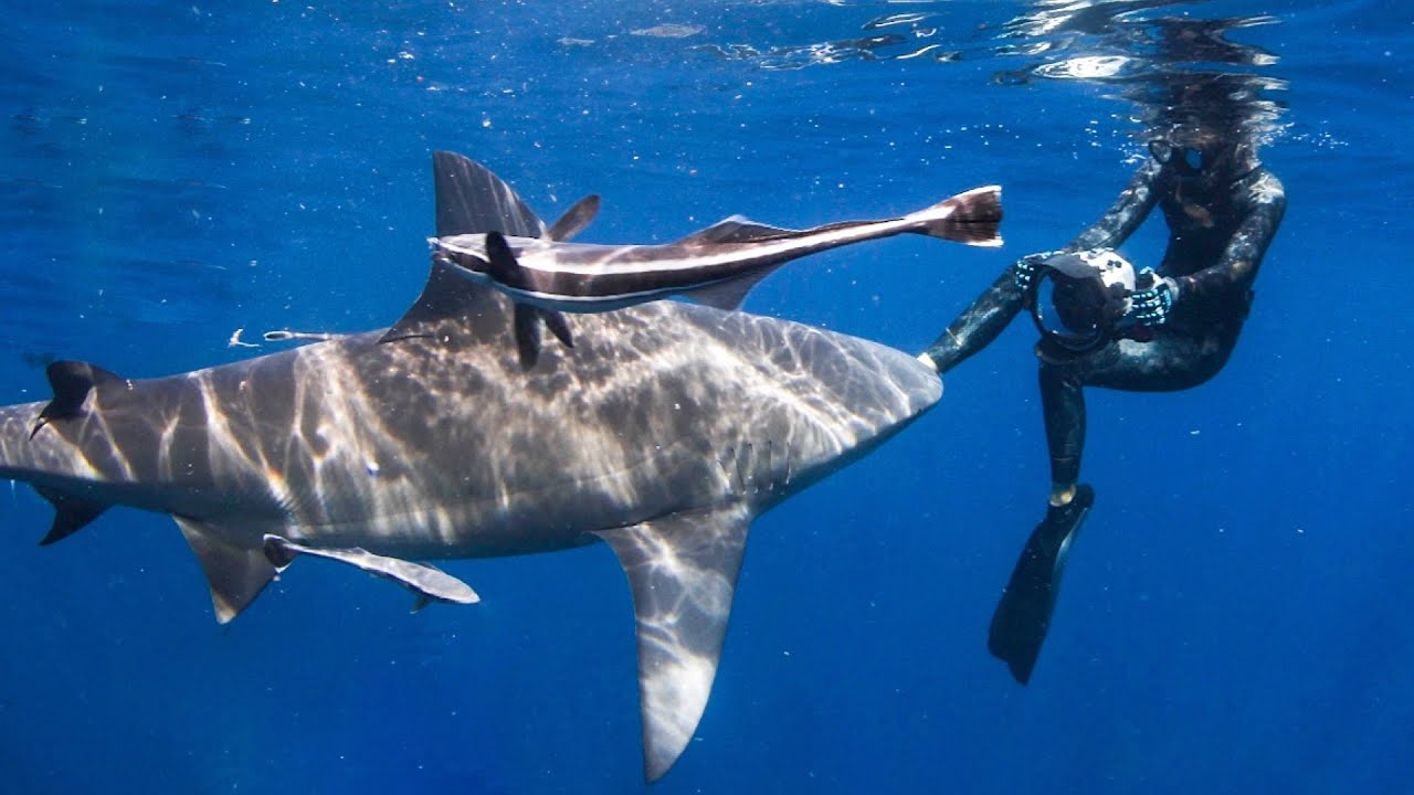 I SHARK DIVE for a LIVING