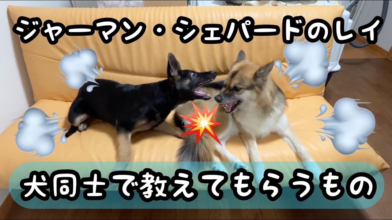 犬同士で教えてもらうもの…レイが怒られます　ジャーマン・シェパードのレイ